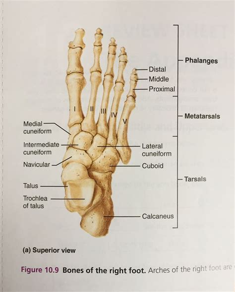 rightfoot crunchbase|RightFoot .